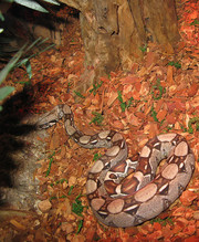 , Red Tail Boa snake for adoption